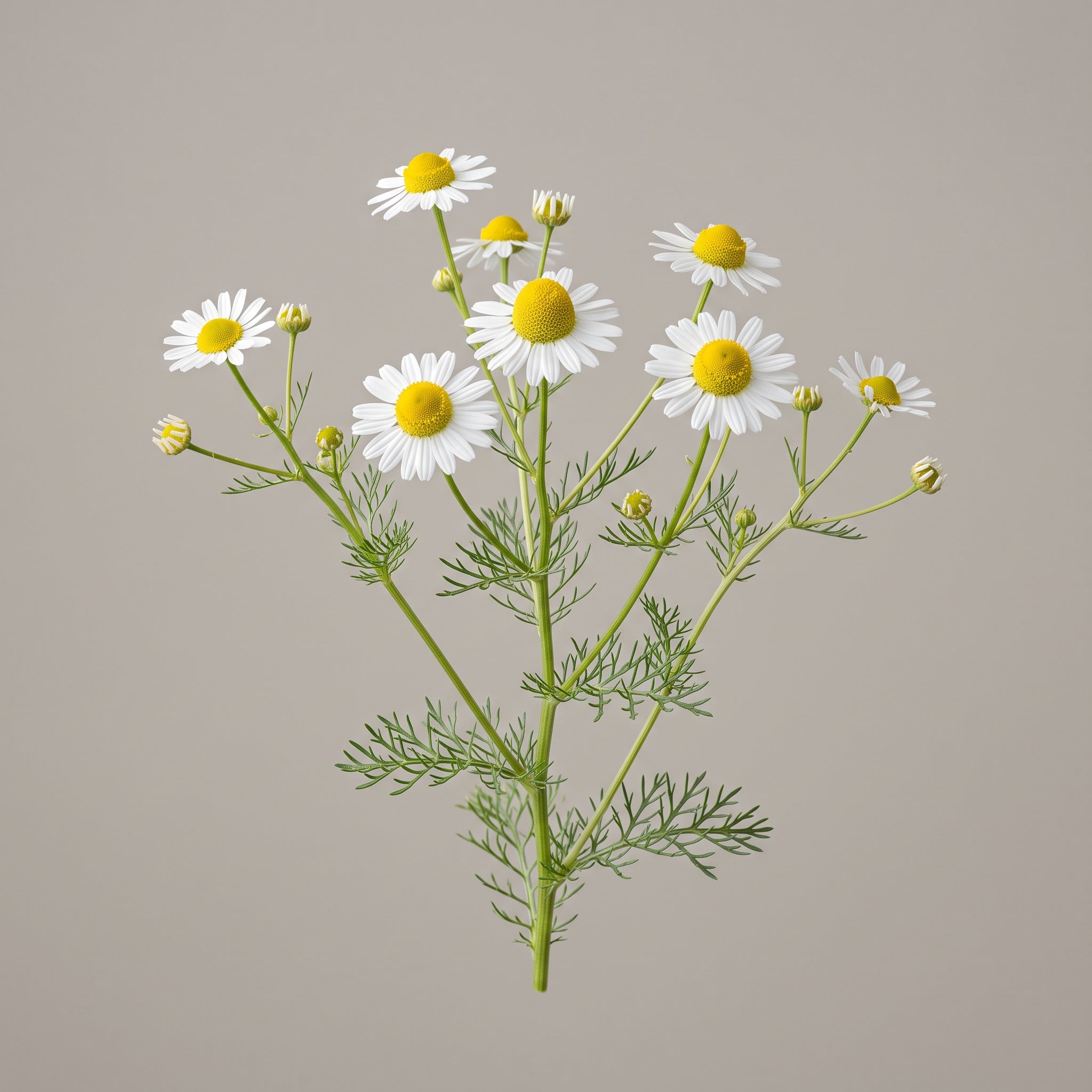 Kamillenblüten (Chamomilla Recutita), Ausgangsmaterial für das Kamille Pulverextrakt 10:1 von CONIUNCTA