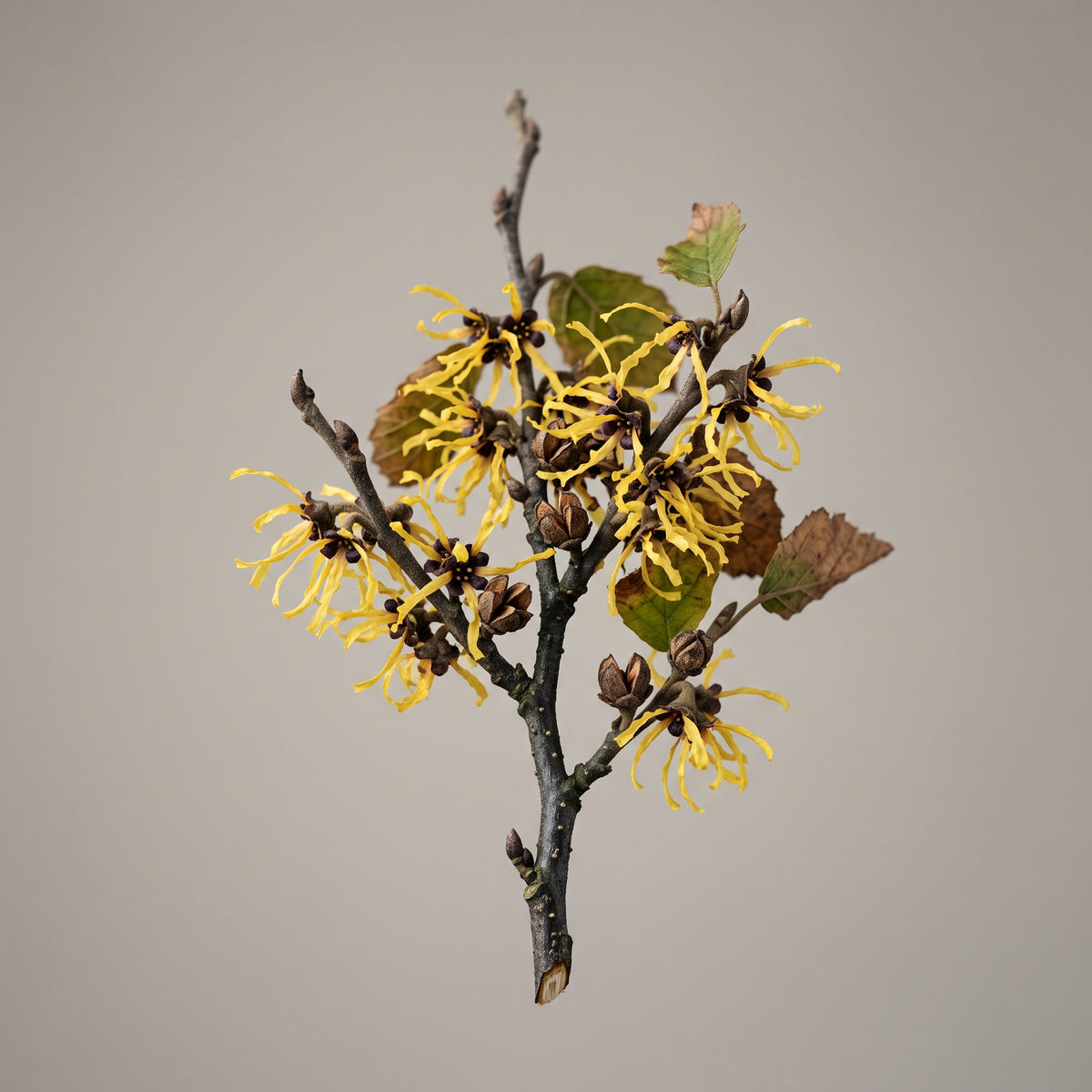 Blüten von Hamamelis virginiana, Ausgangsmaterial des Hamamelis Blüten Extrakts von CONIUNCTA®