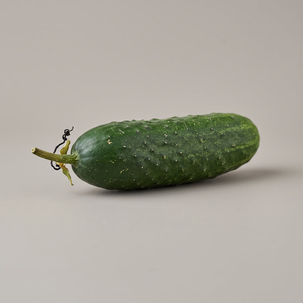 Frische Gurke (Cucumis sativus) als botanische Ausgangspflanze des CONIUNCTA® Gurken Extrakts