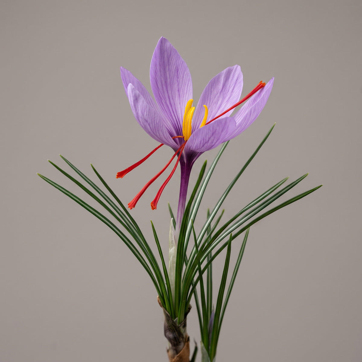 Safranblüte (Crocus sativus) mit roten Narbenfäden, dem Pflanzenteil für den Safran Ölextrakt von CONIUNCTA®