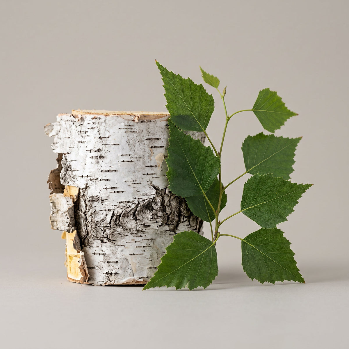 Birke Pulverextrakt 10:1 (Betula Alba): Flavonoide als antioxidativer Leitmarker im sprühgetrockneten Pulver - CONIUNCTA