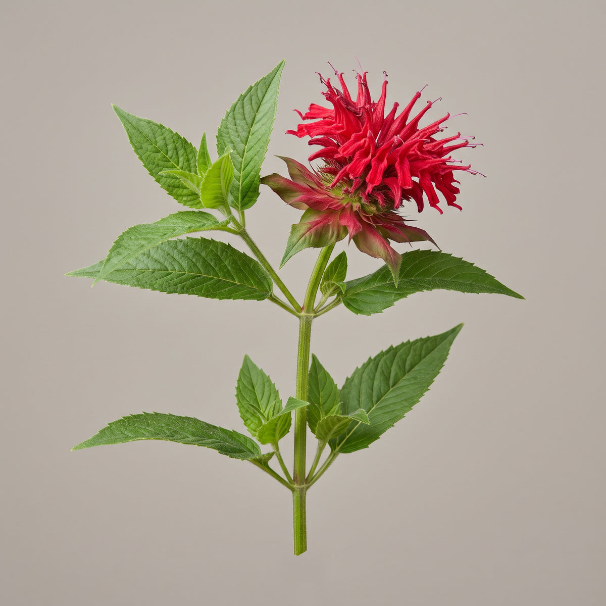 Blätter der Goldmelisse (Monarda didyma), Ausgangsmaterial für den Goldmelisse Extrakt