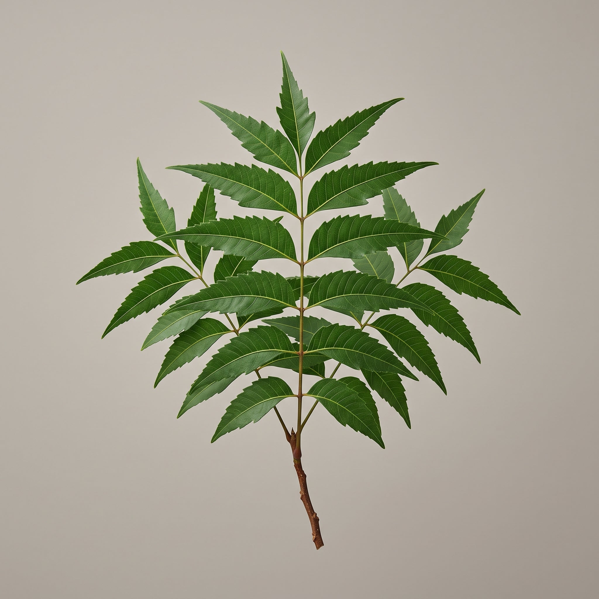 Neemblätter Extrakt (Azadirachta Indica Leaf Extract): Quercetin als Blattmarker in drei Trägervarianten - CONIUNCTA