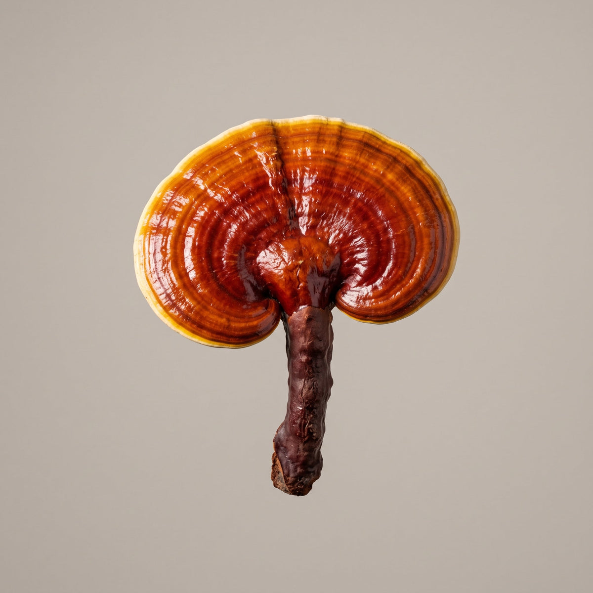 Reishi Extrakt (Ganoderma Lucidum Extract): Polysaccharide aus dem Fruchtkörper in drei Trägervarianten - CONIUNCTA