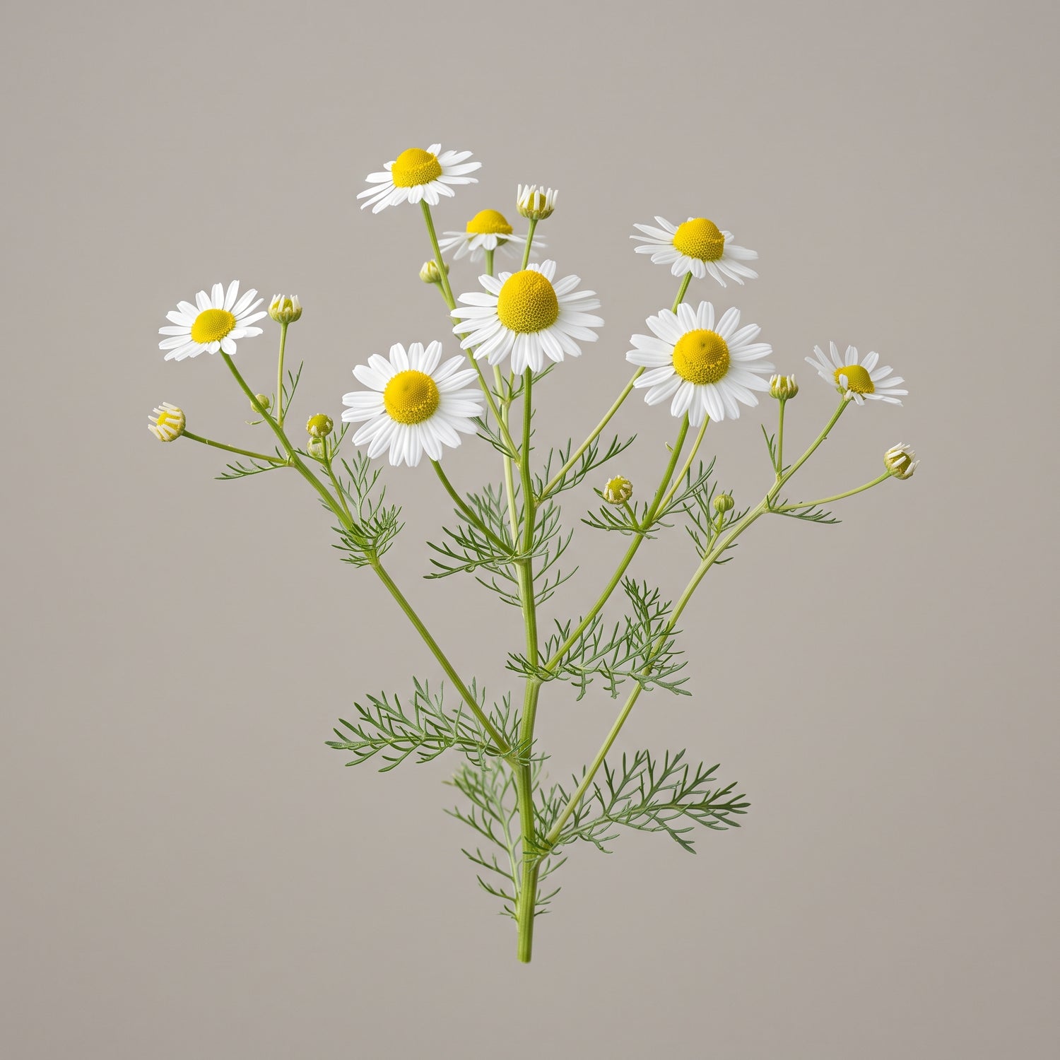 Kamillenblüten (Chamomilla Recutita), Ausgangsmaterial für das Kamille Pulverextrakt 10:1 von CONIUNCTA
