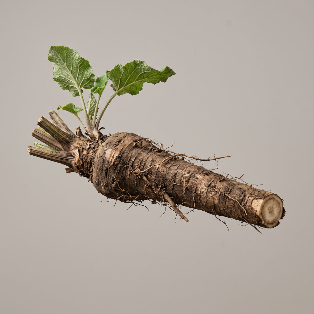 Frisch geerntete Klettenwurzeln (Arctium lappa), das für den CONIUNCTA® Klettenwurzel Extrakt verwendete Pflanzenteil.