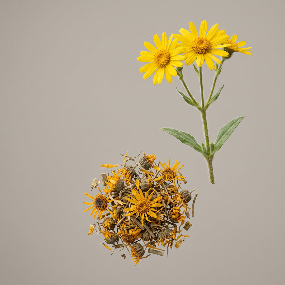 Gelbe Blüten der Arnika (Arnica montana), Ausgangsmaterial für den Arnika Extrakt von CONIUNCTA®