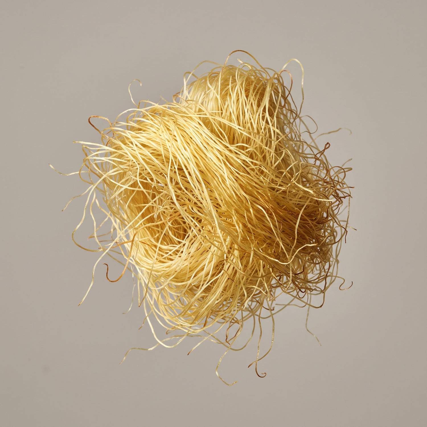 Goldgelbe Maisgriffel (Zea Mays Silk), das Ausgangsmaterial für den Maisgriffel Pulverextrakt von CONIUNCTA®