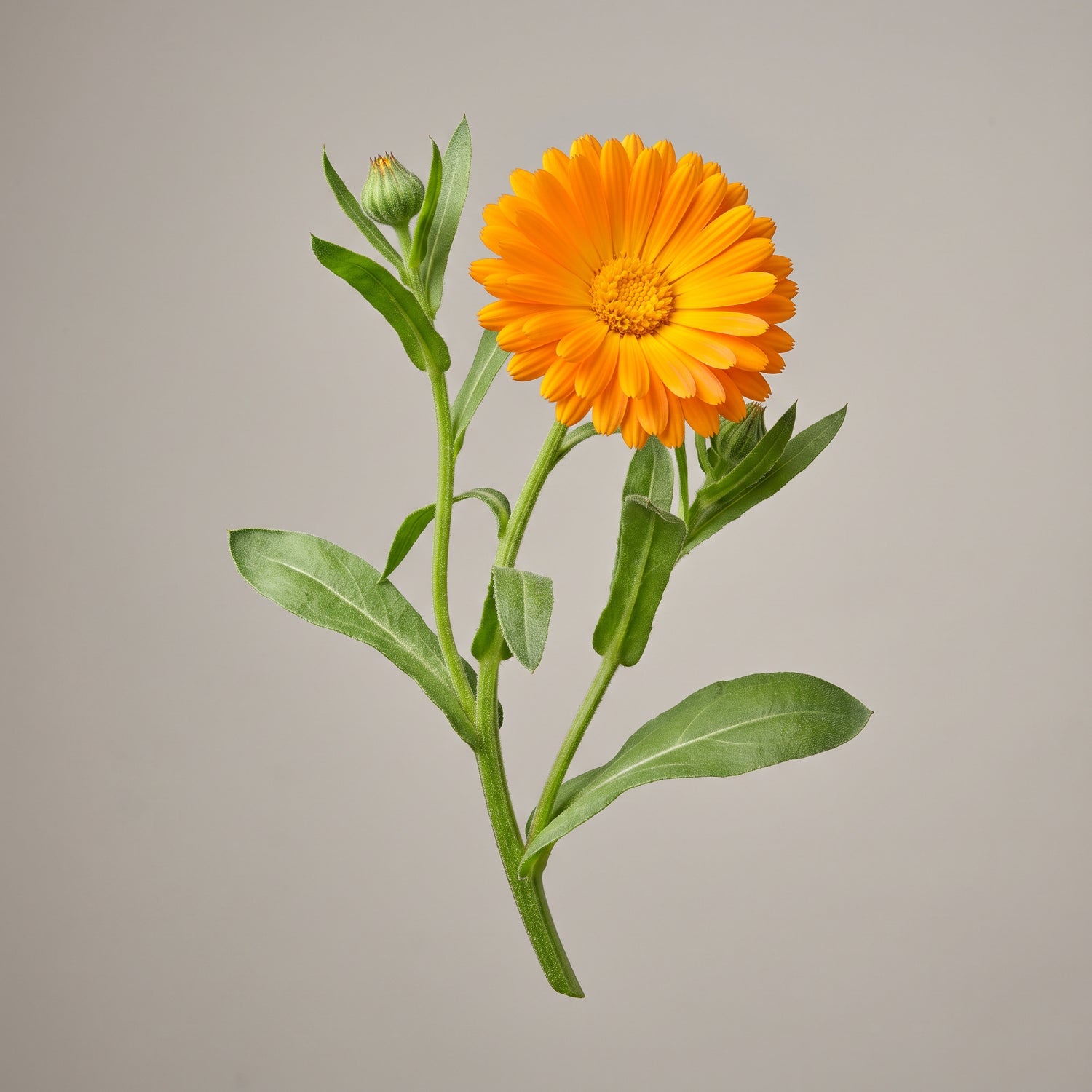 Bluehende Ringelblume (Calendula officinalis) als Ausgangsmaterial fuer den Calendula Officinalis Flower Extract