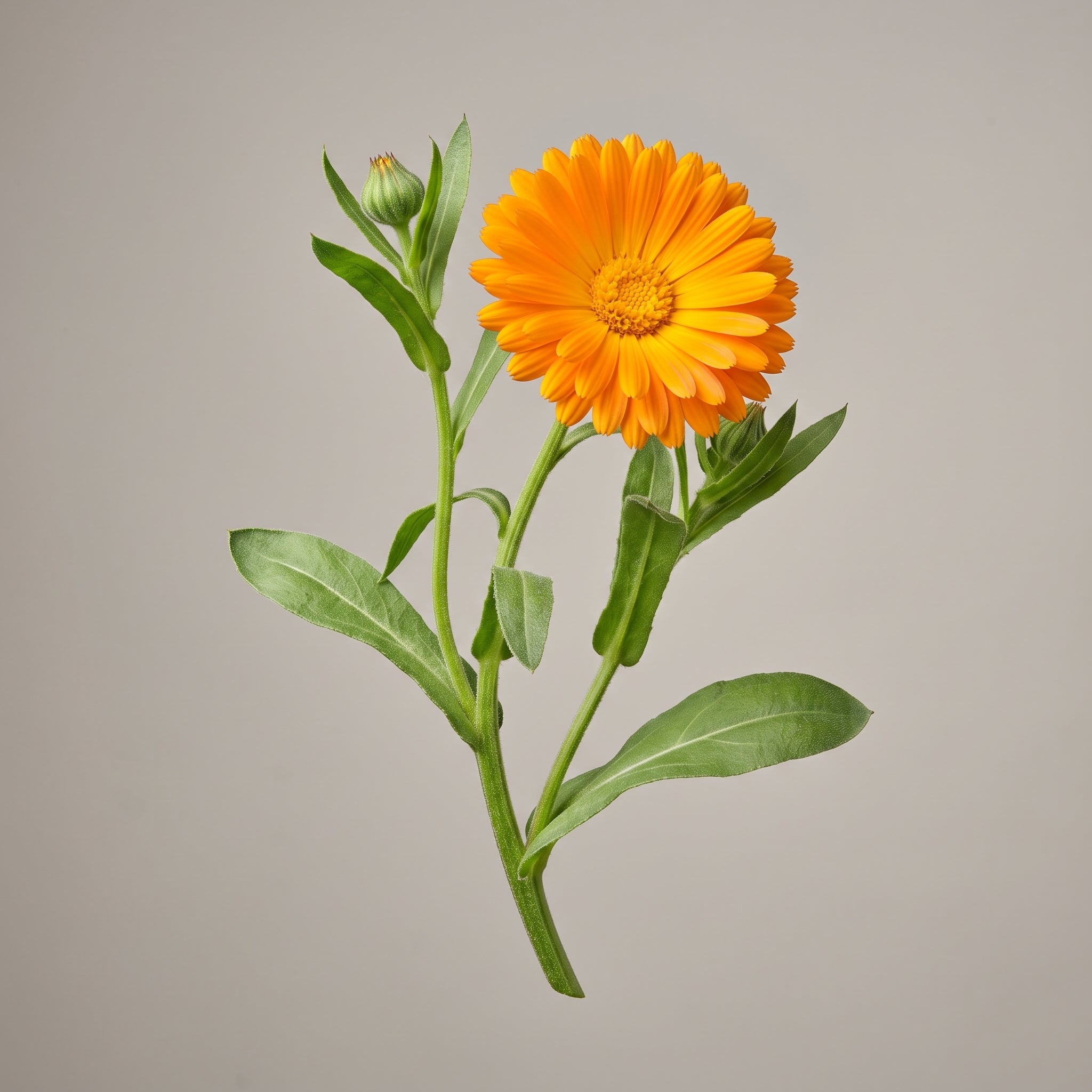 Bluehende Ringelblume (Calendula officinalis) als Ausgangsmaterial fuer den Calendula Officinalis Flower Extract