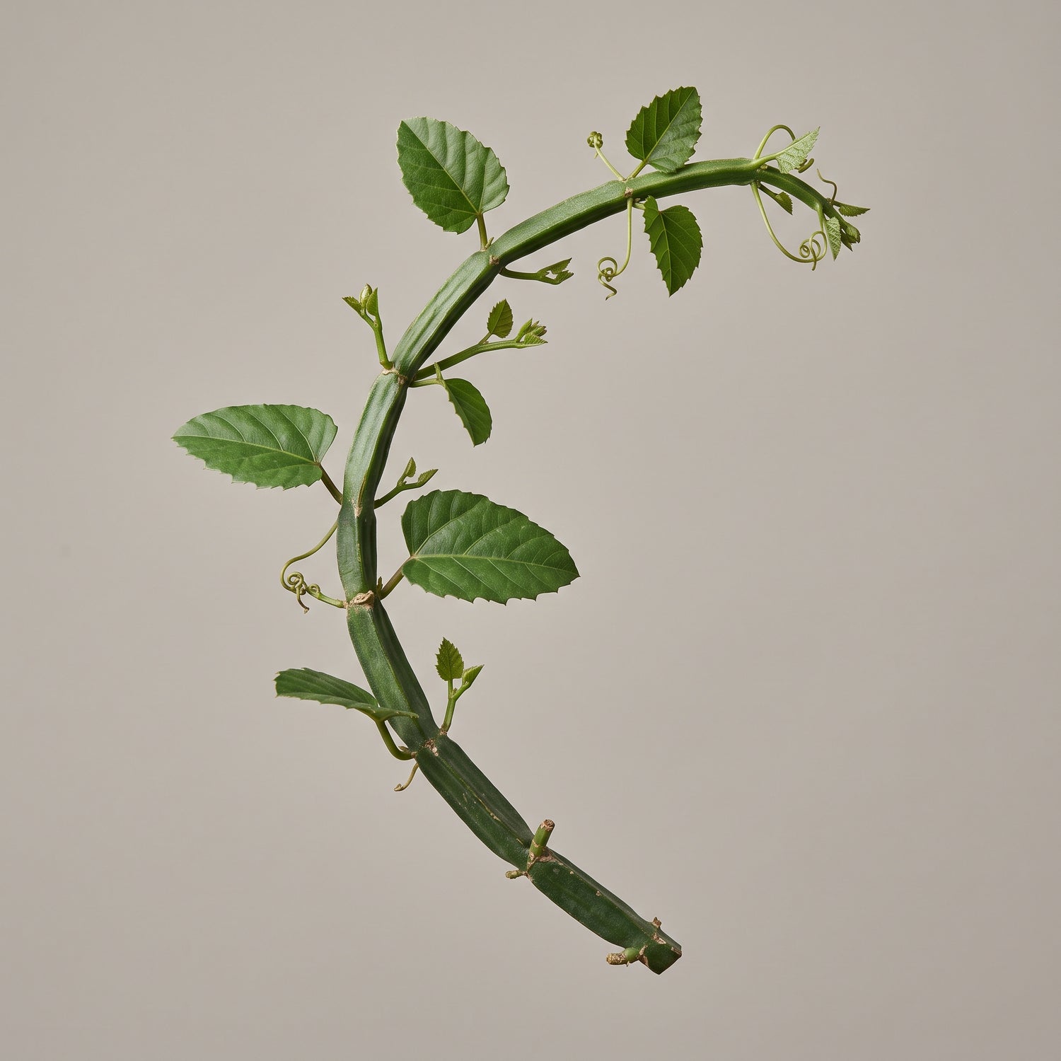 Cissus Quadrangularis Pflanze als Rohstoff für den Pulverextrakt von CONIUNCTA
