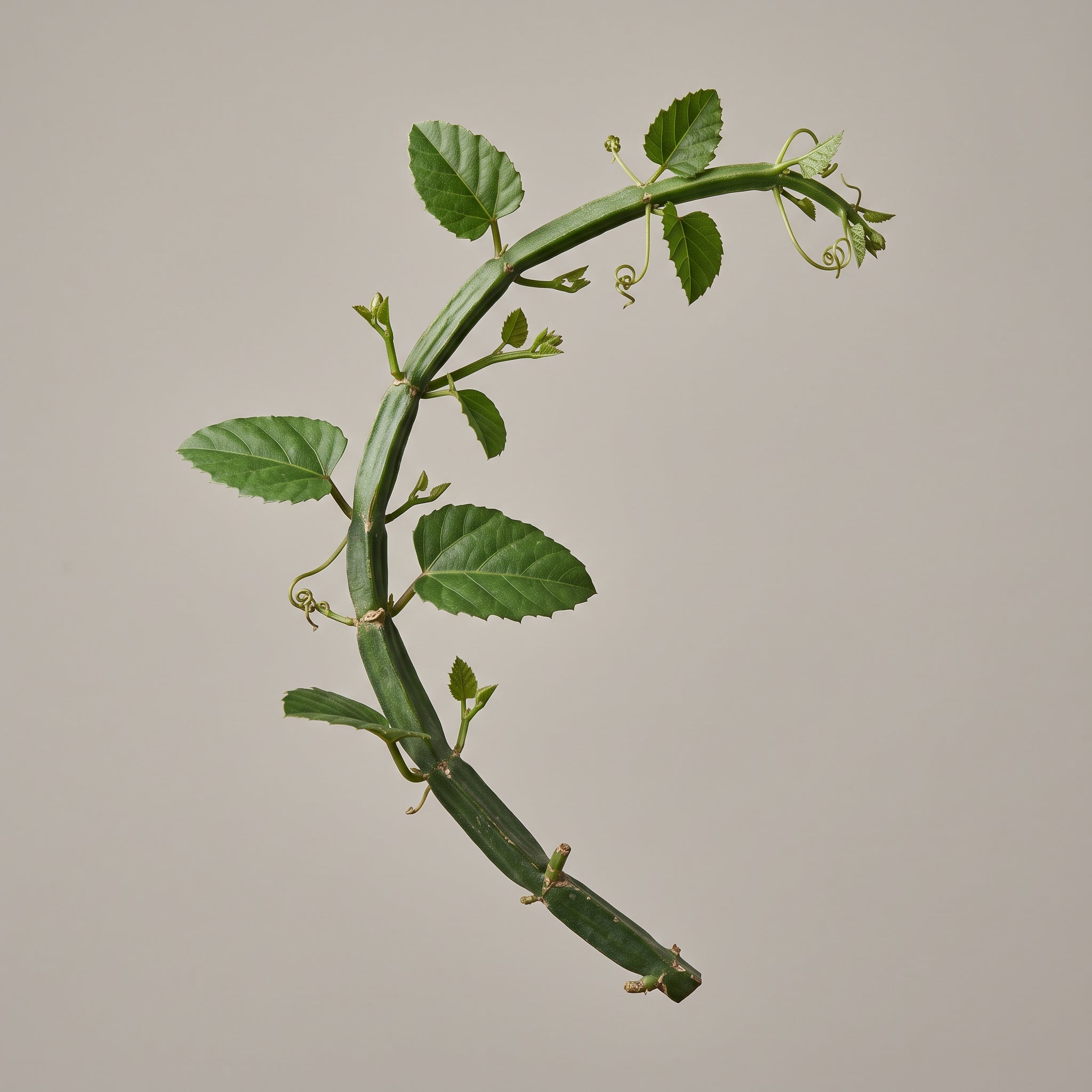 Cissus Quadrangularis Pflanze als Rohstoff für den Pulverextrakt von CONIUNCTA