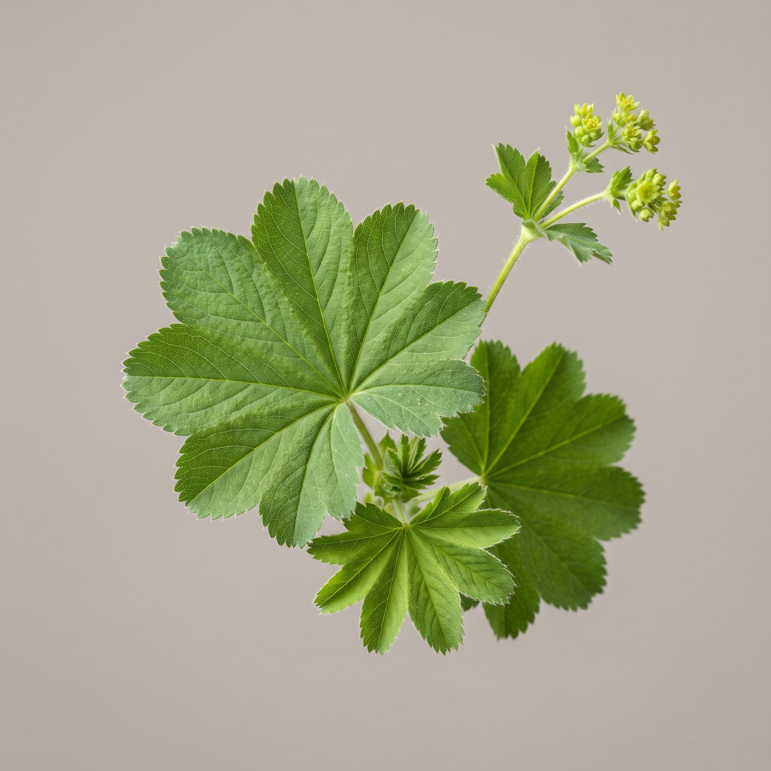 Frauenmantel (Alchemilla vulgaris) mit charakteristisch gefächerten Blättern, Ausgangsmaterial für den CONIUNCTA-Extrakt.