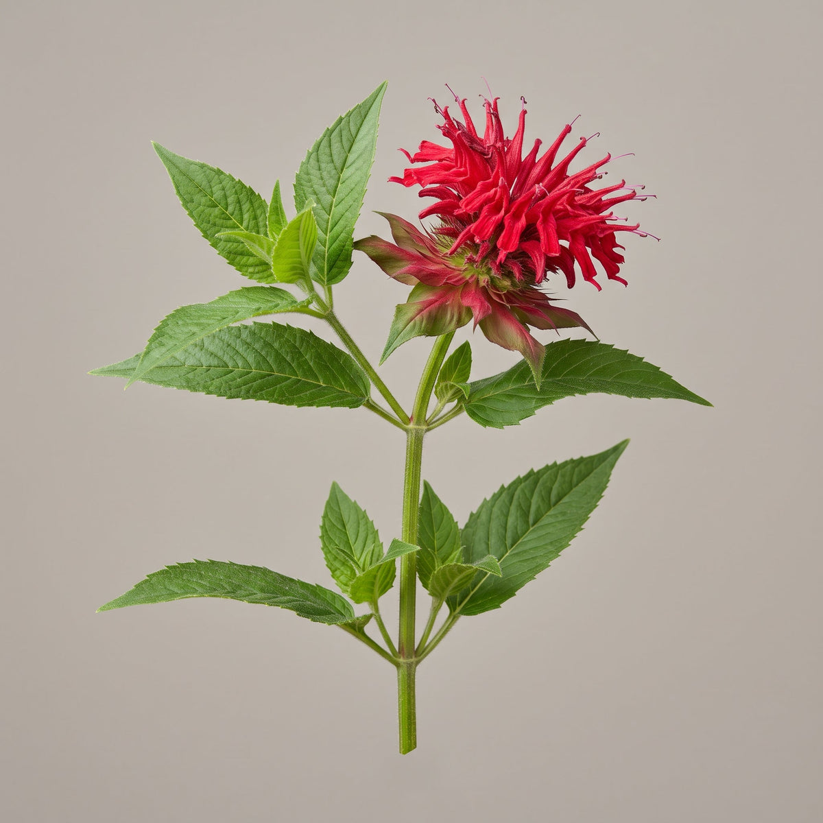 Goldmelisse Extrakt (Monarda Didyma Leaf Extract): Rosmarinsäure aus dem Blatt für Soothing- und Glow-Konzepte - CONIUNCTA