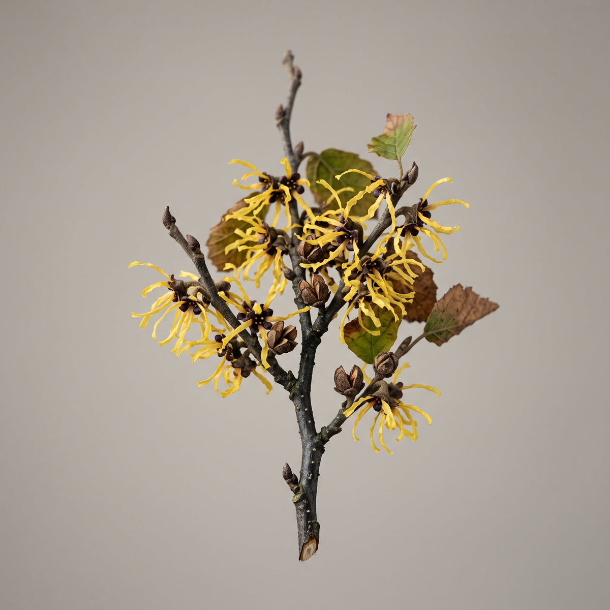 Hamamelis Blüten Extrakt (Hamamelis Virginiana (Witch Hazel) Flower Water): hydrolysierbare Tannine aus der Blüte für adstringierende Konzepte - CONIUNCTA