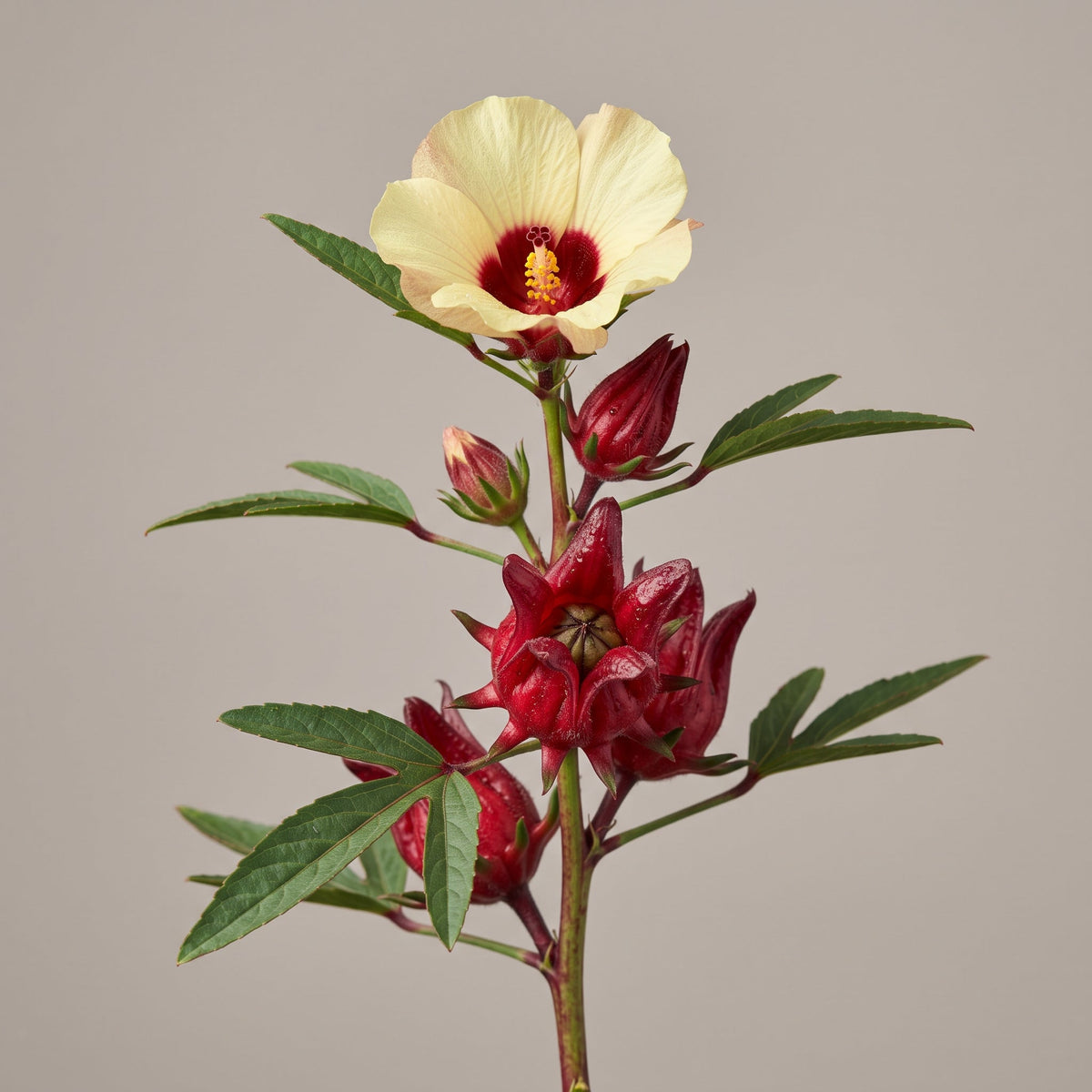 Hibiskus Pulverextrakt 10:1 (Hibiscus Sabdariffa): Delphinidin-3-sambubioside als anthocyanreicher Leitmarker - CONIUNCTA