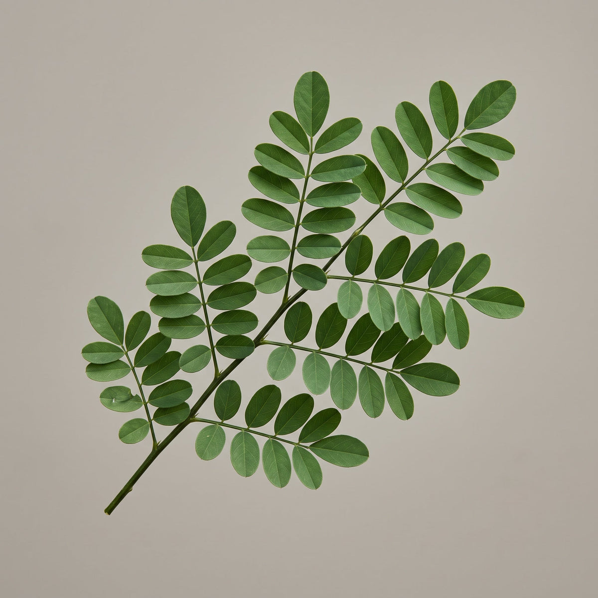 Indigo Extrakt (Indigofera Tinctoria Leaf Extract): Indican als dokumentierter Blattmarker in drei Trägervarianten - CONIUNCTA