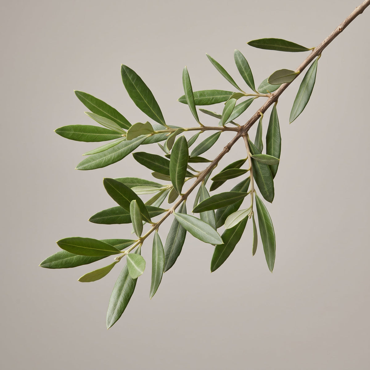 Olivenblätter Extrakt (Olea Europaea (Olive) Leaf Extract): Oleuropein aus dem Blatt für antioxidative Formulierungen - CONIUNCTA