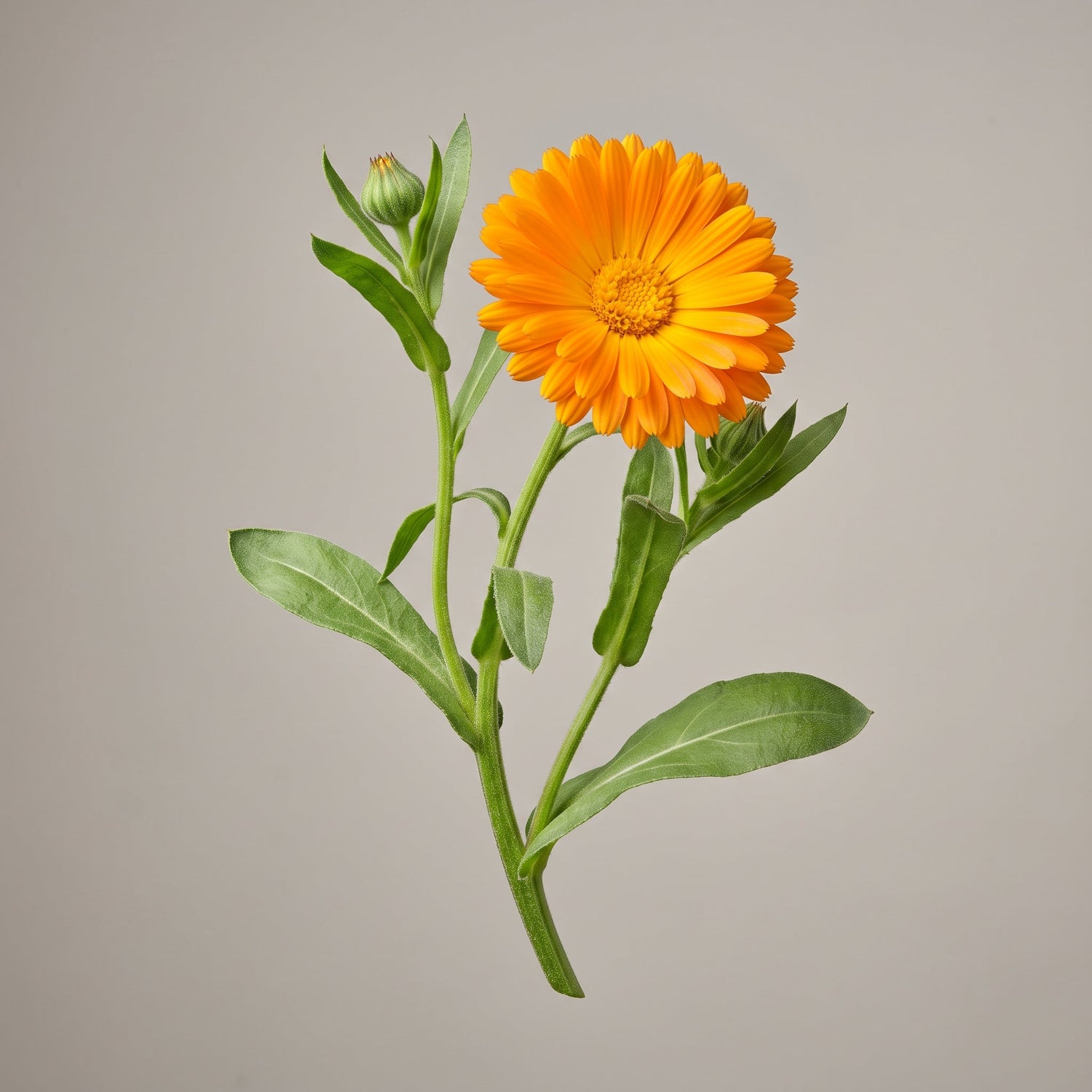 Ringelblumen Extrakt (Calendula Officinalis Flower Extract): Narcissin und Faradiol-Ester aus der Blüte - CONIUNCTA
