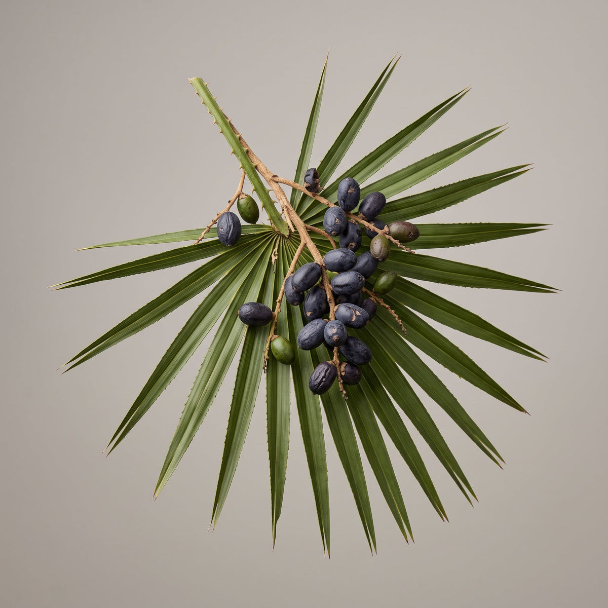 Sägepalme Ölextrakt (Serenoa Serrulata Fruit Extract): Phytosterole aus der Frucht in drei Ölträgern - CONIUNCTA