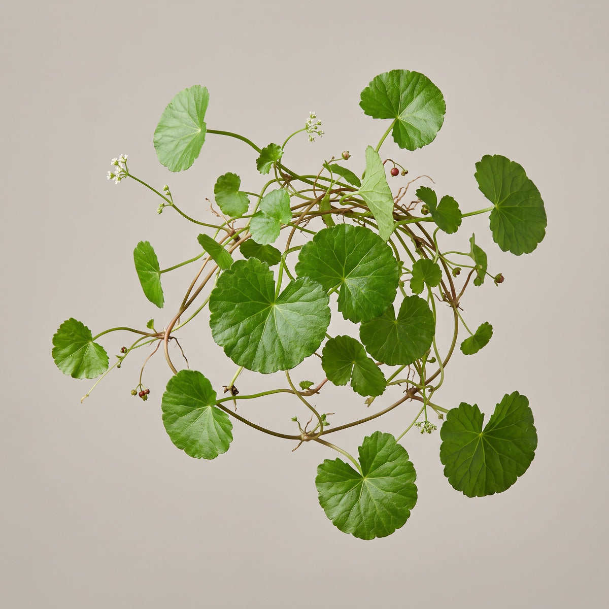 Wassernabelkraut Extrakt (Centella Asiatica Extract): Asiaticosid und Madecassosid als Triterpenoid-Leitmarker - CONIUNCTA