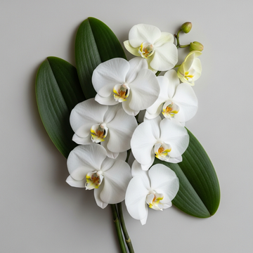 Orchideen – CONIUNCTA®