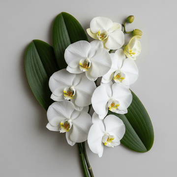Orchideen - CONIUNCTA