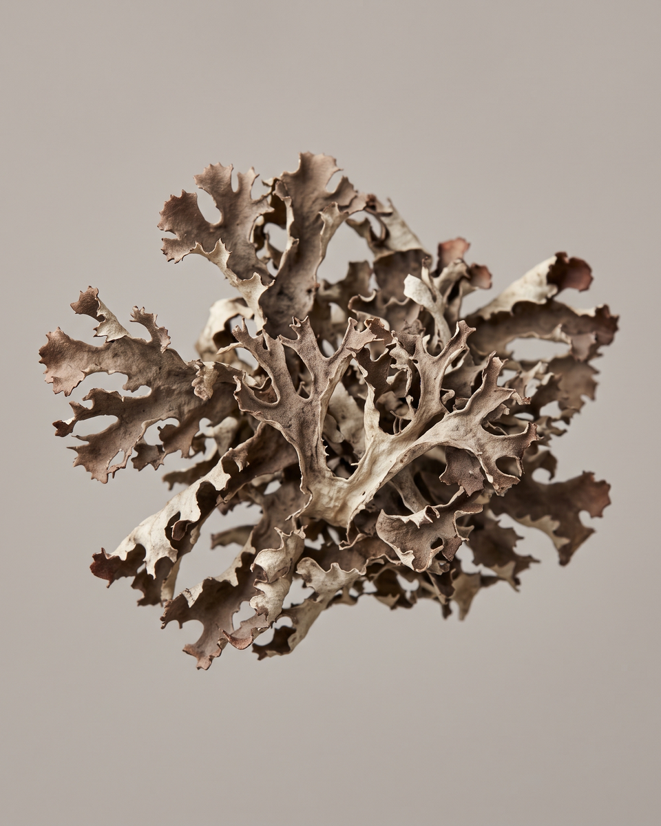 Estratto di lichene islandico (Cetraria Islandica Extract)