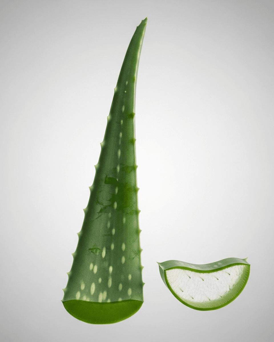 Aloe Extrakt (Aloe Barbadensis Leaf Extract)