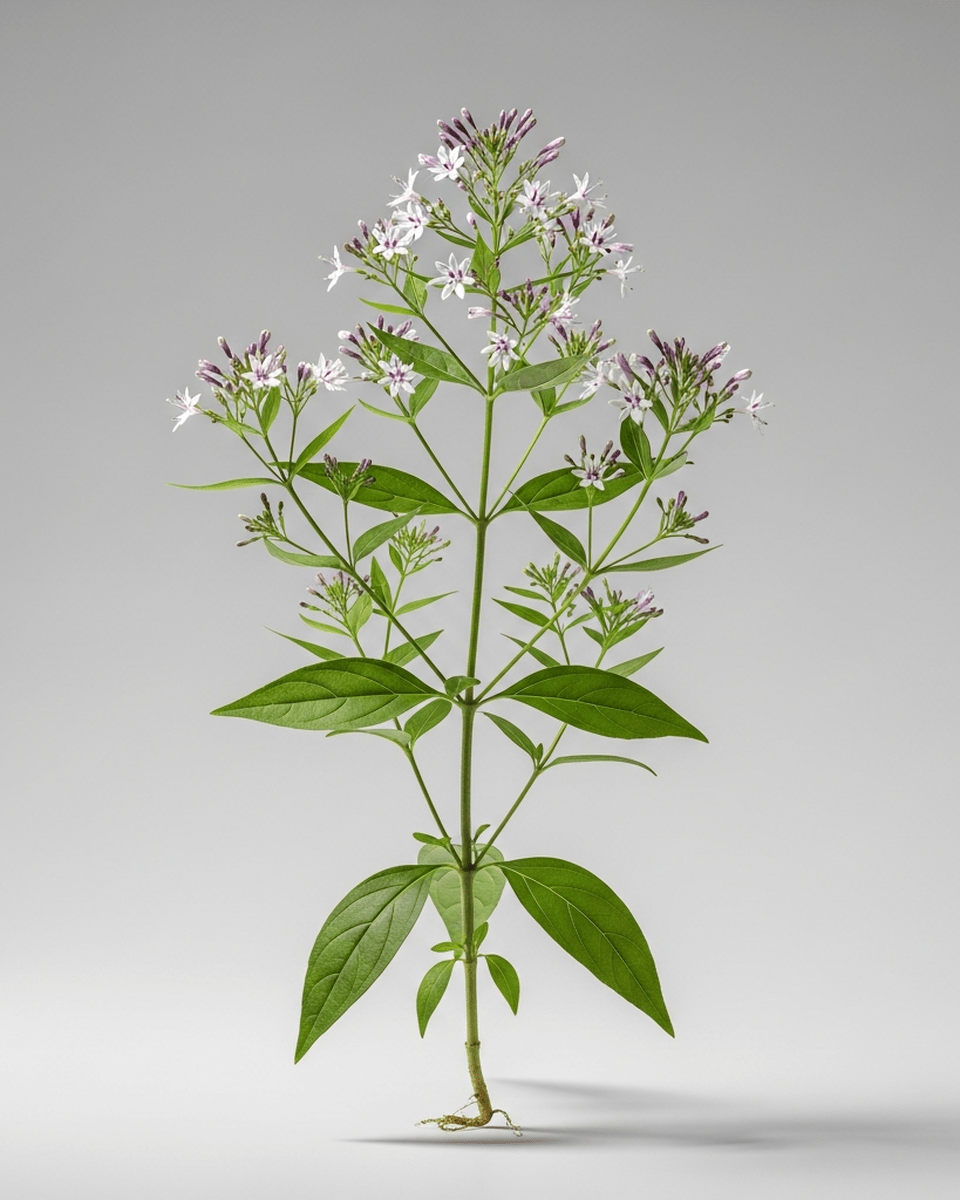 Andrographis Pulverextrakt 10:1 (Andrographis Paniculata)