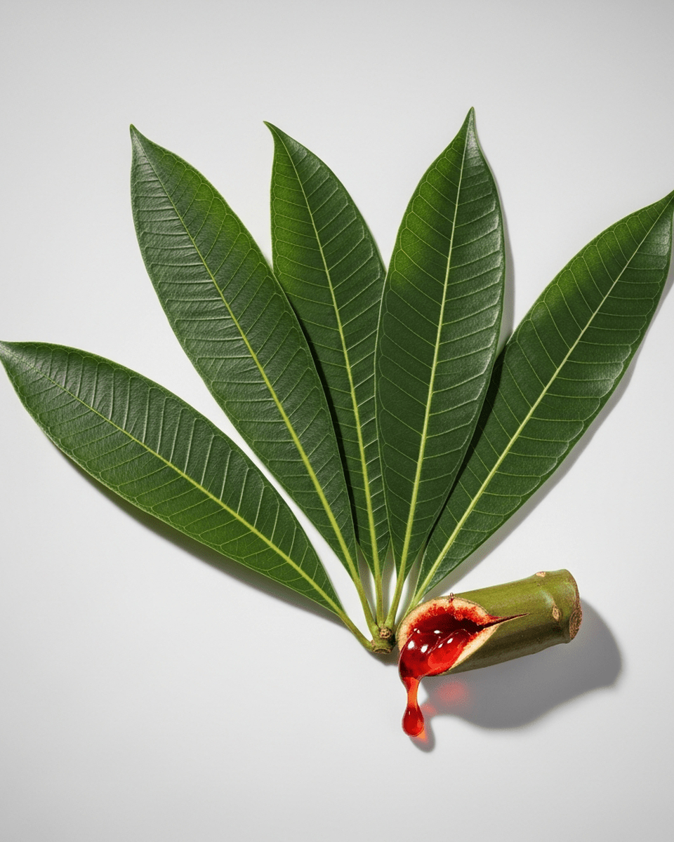 Drachenblutbaum Extrakt (Harungana Madagascariensis Extract) — CONIUNCTA Journal