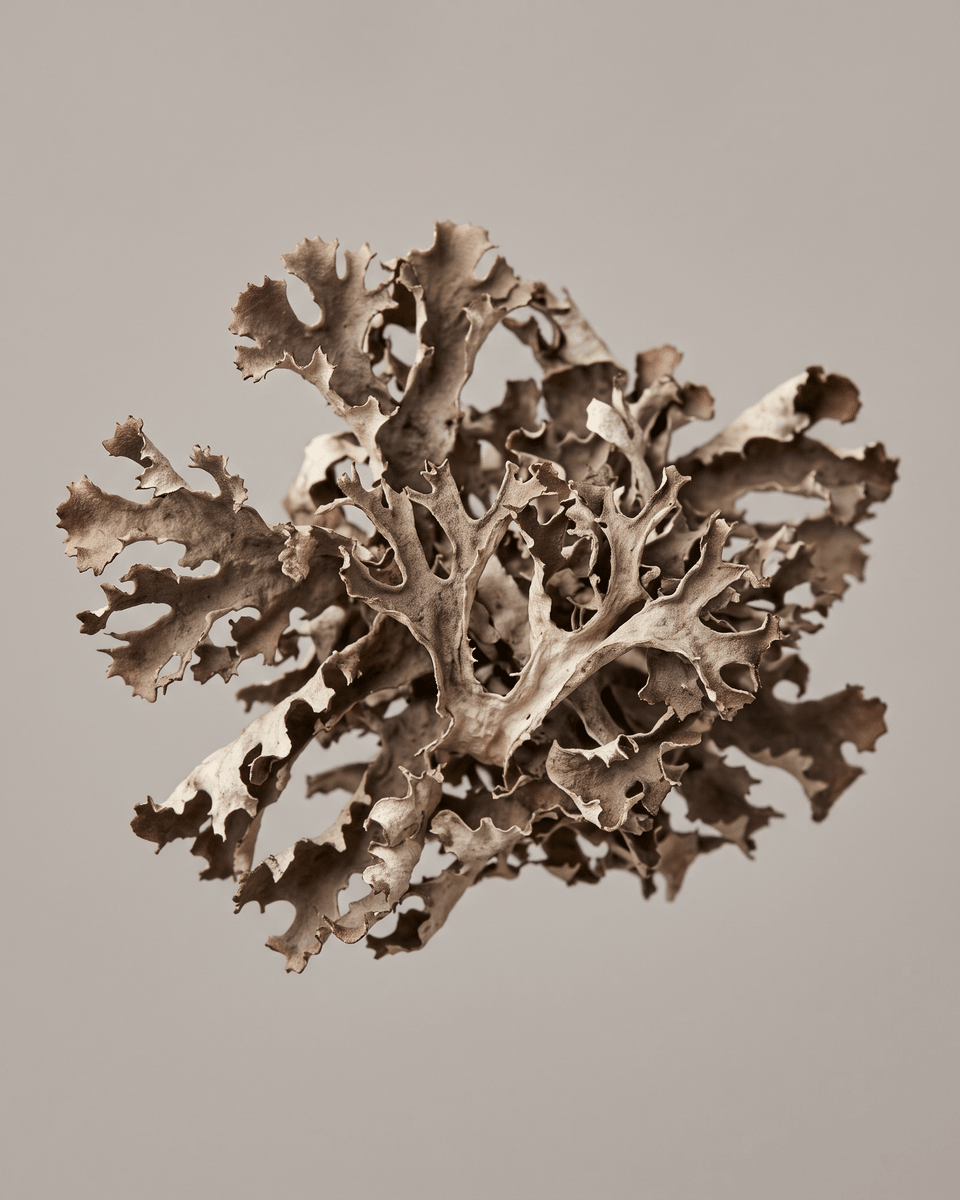 Iceland Moss Extract (Cetraria Islandica Extract)