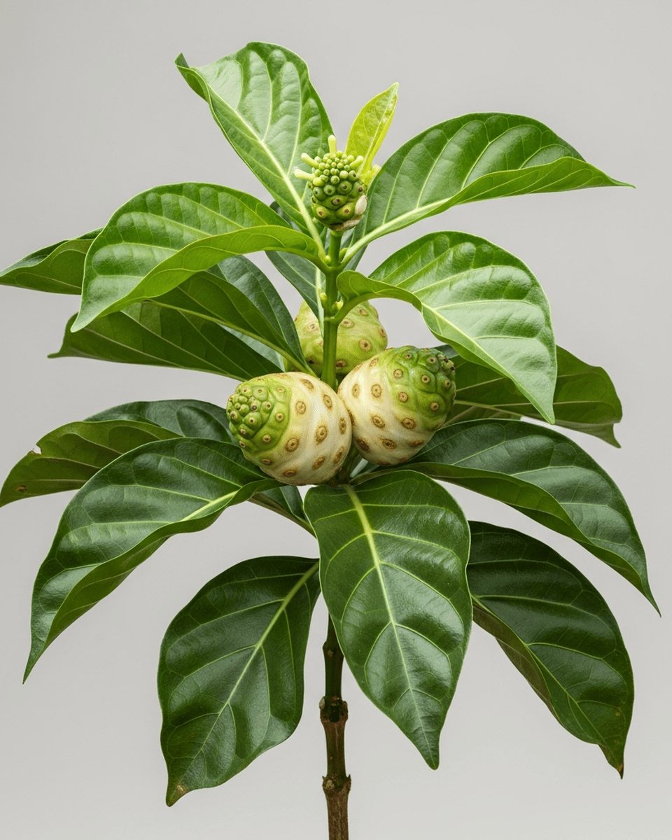 Noni Extract (Morinda Citrifolia Extract)