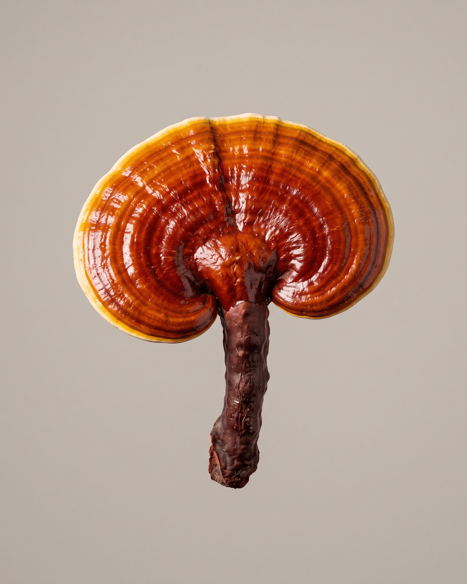 Estratto di Reishi (Ganoderma Lucidum Extract)