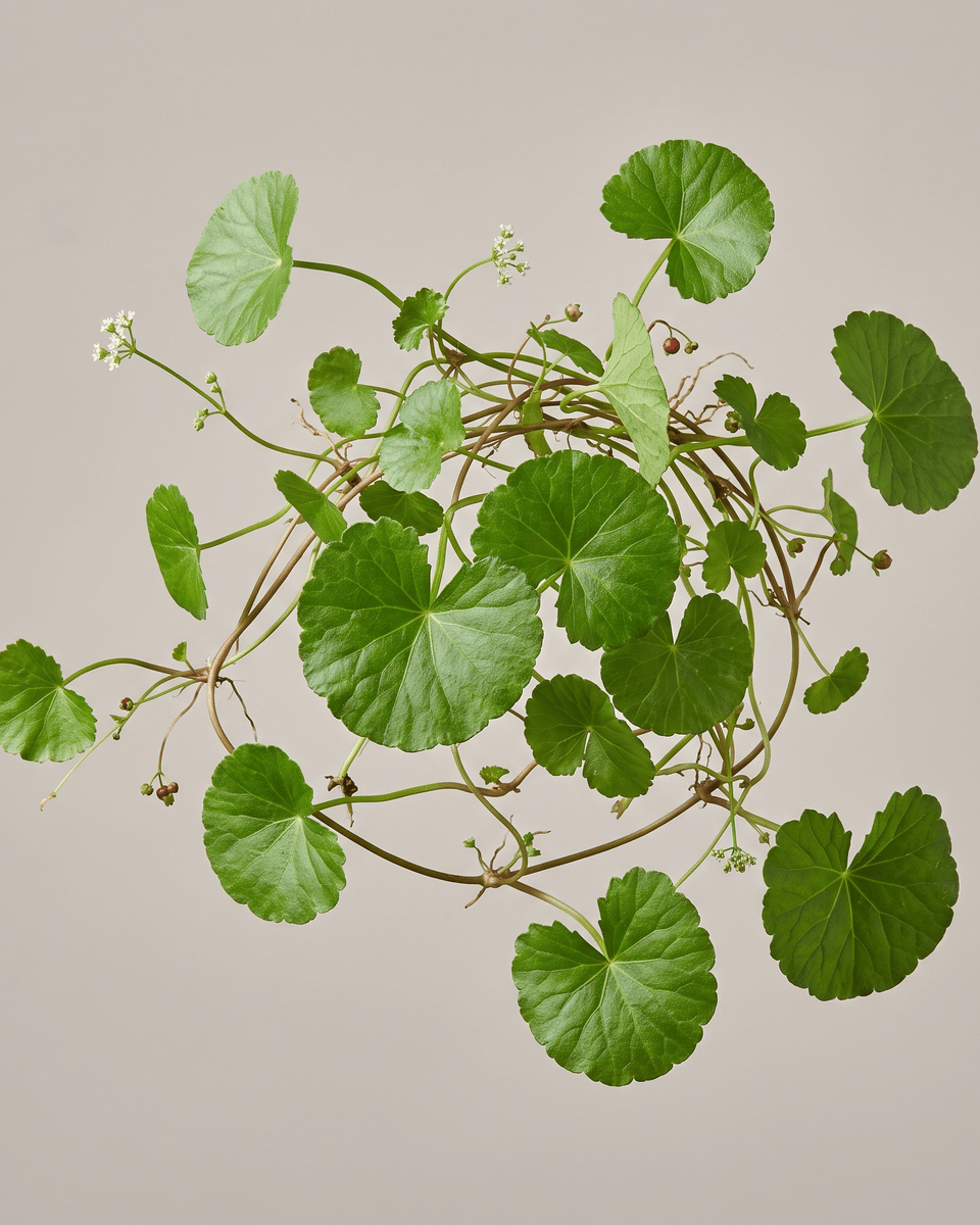 Extrait de Centella Asiatica (Centella Asiatica Extract)