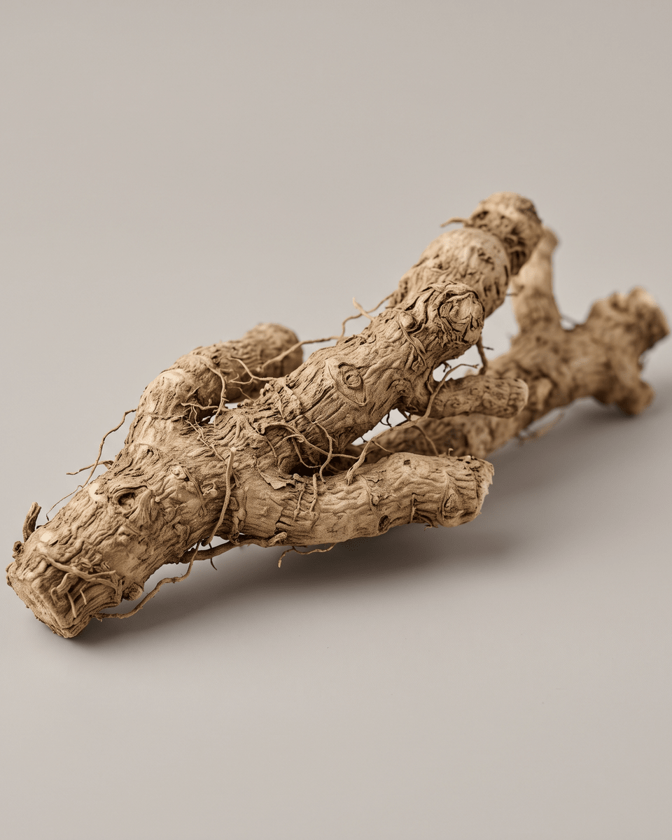 Extrait de racine de yam (Dioscorea Villosa (Wild Yam) Root Extract)
